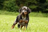 BEAUCERON - PUPPIES 318